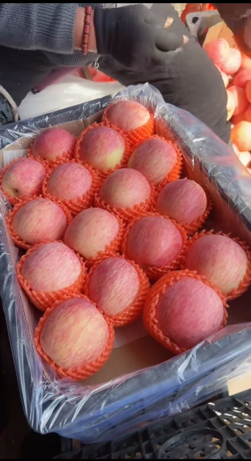 【精品】苹果红富士苹果保质保量对接商超电商出口市场
