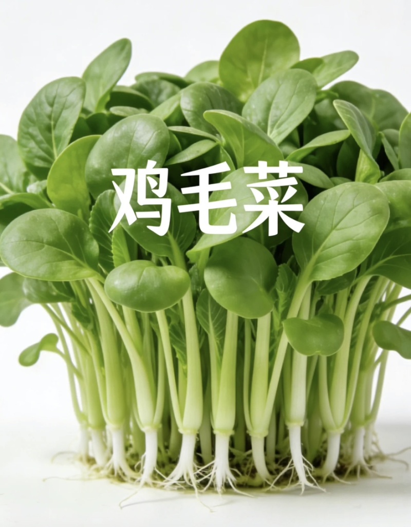 【实力推荐】鸡毛菜脆嫩清甜诚信经营，品质优先、叶绿鲜亮
