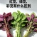 【实力推荐】苋菜红苋菜米线头几十万斤品质保障先到先得对