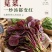 【实力推荐】苋菜红苋菜米线头几十万斤品质保障先到先得对