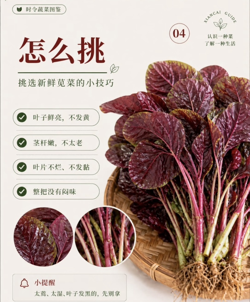 苋菜红苋菜产地直发量大从优品质保障可对接全国电商等