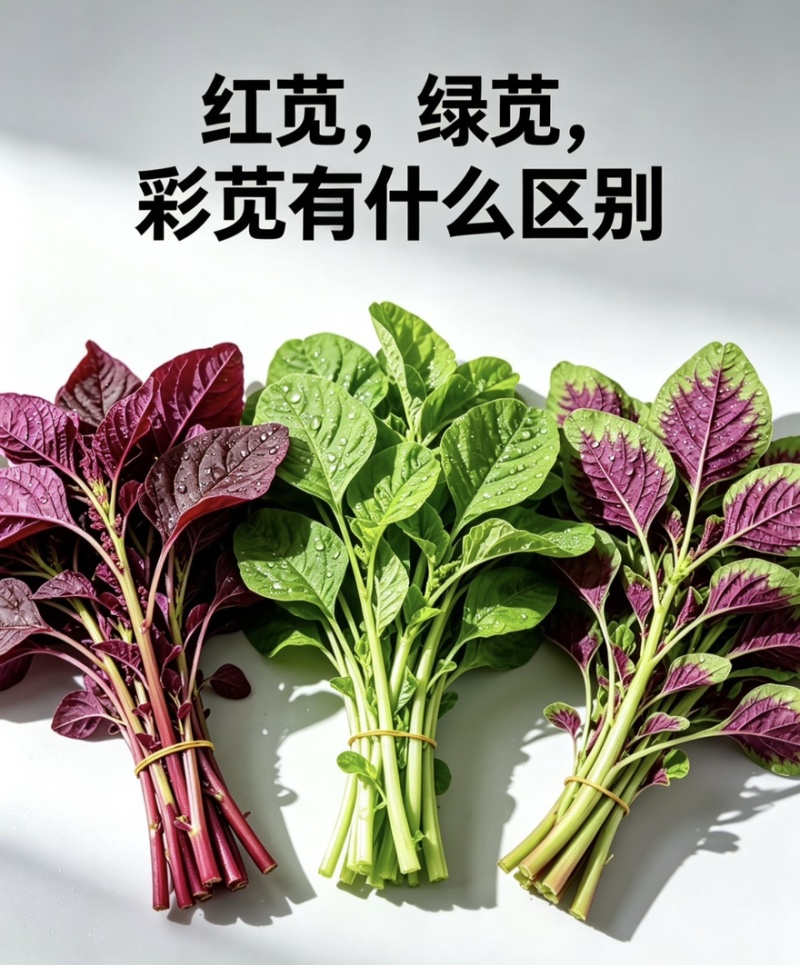 苋菜红苋菜产地直发量大从优品质保障可对接全国电商等