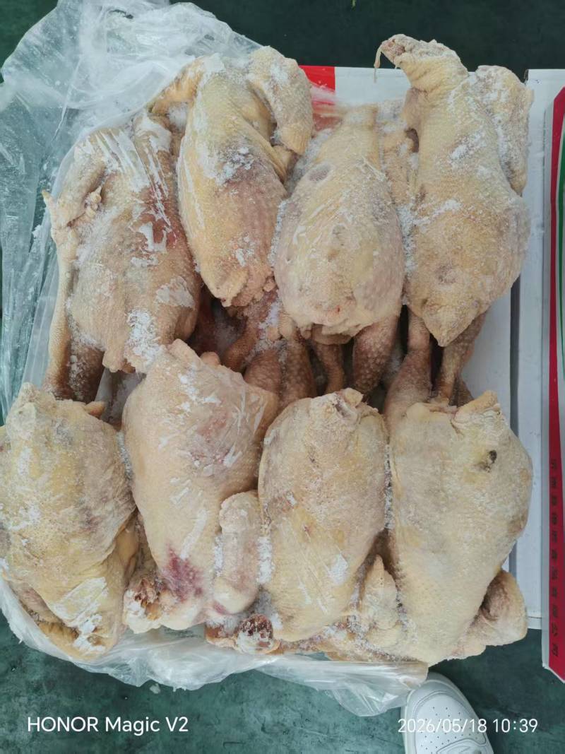 二级红毛老母鸡