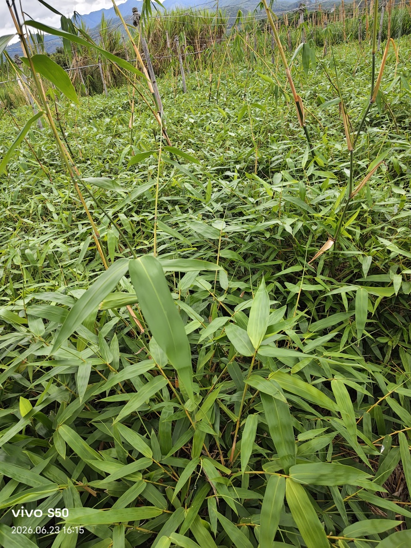 云南省普洱市勃氏甜龙竹苗基地***********