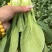 上海青小白菜菜心，菠菜，香菜