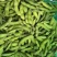 新鲜毛豆大量上市中