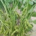 新鲜毛豆大量上市中