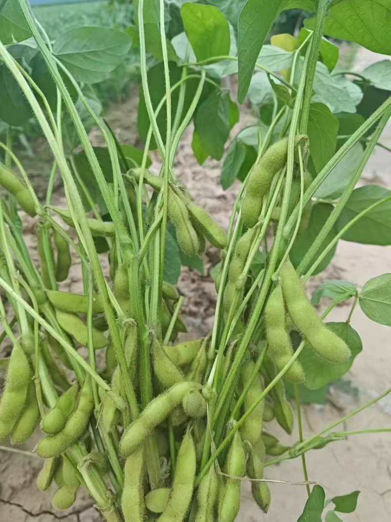 新鲜毛豆大量上市中