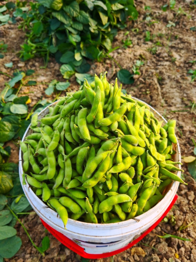 新鲜毛豆大量上市中