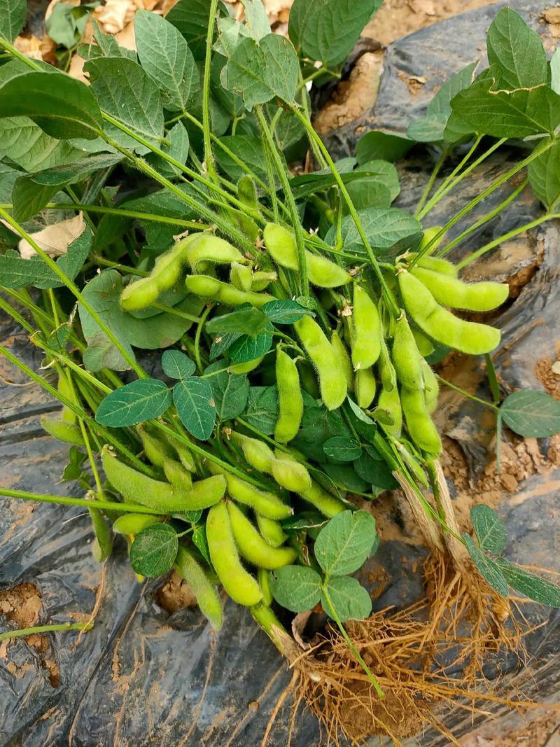 新鲜毛豆大量上市中