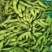 新鲜毛豆大量上市中