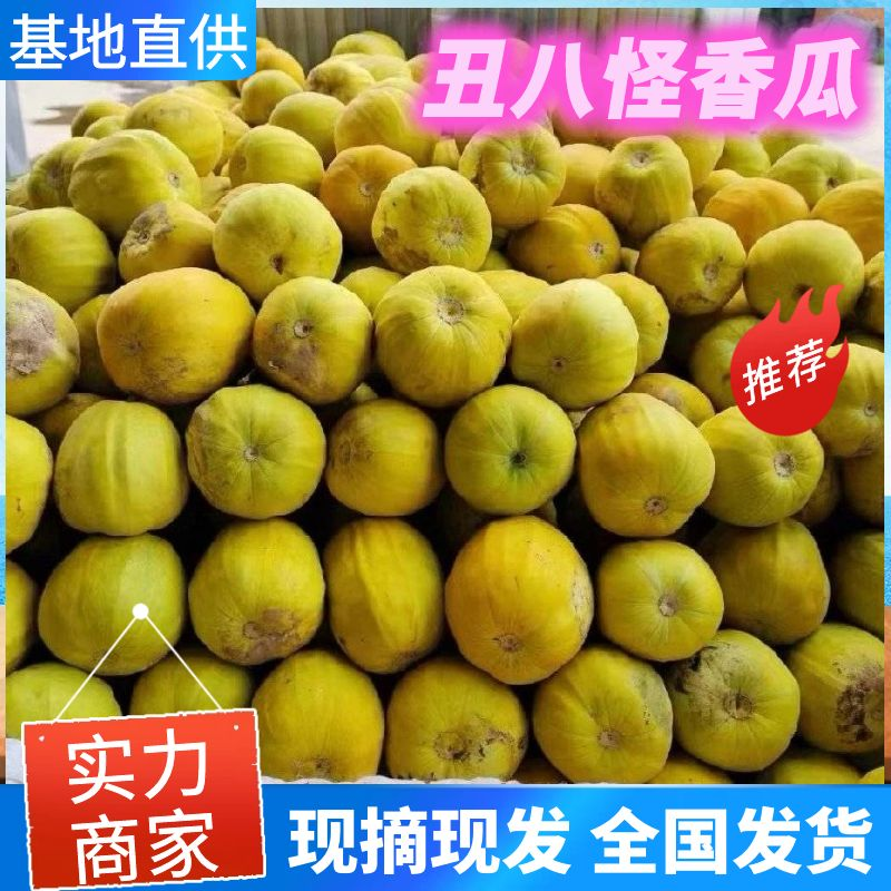 【丑八怪香瓜】湖北枝江基地直供质量保证量大优惠对接商超