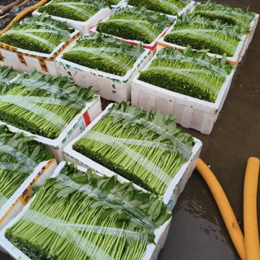 空心菜大量供应，发货江浙沪，