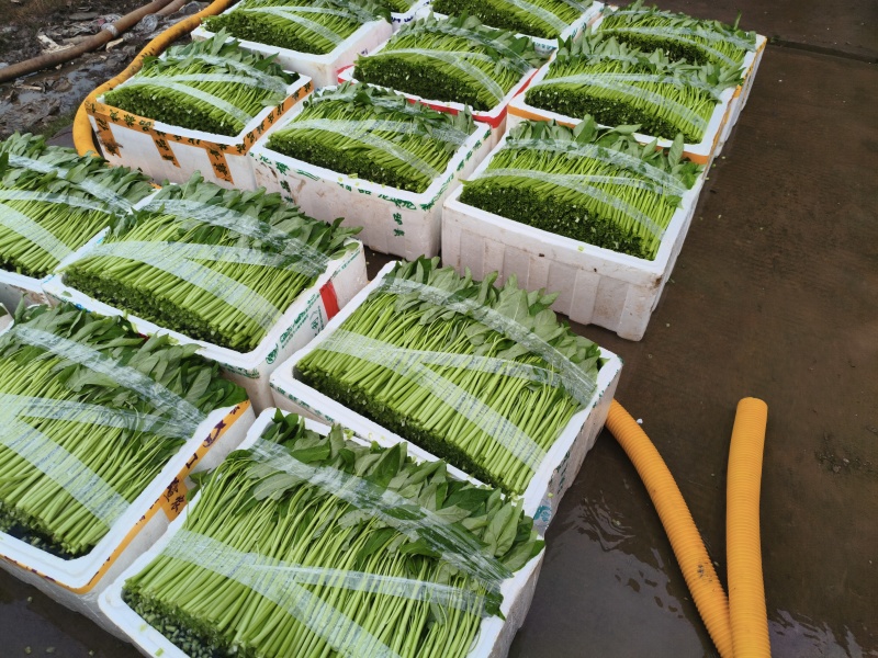 空心菜大量供应，发货江浙沪，