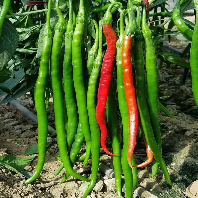 辣椒二荆条辣椒条型好品质佳现摘现发产地直供欢迎咨询