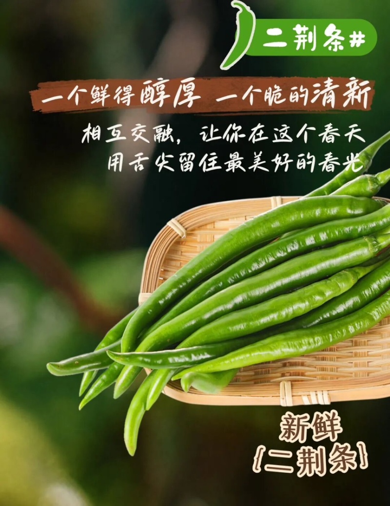 辣椒二荆条辣椒条型好品质佳现摘现发产地直供欢迎咨询