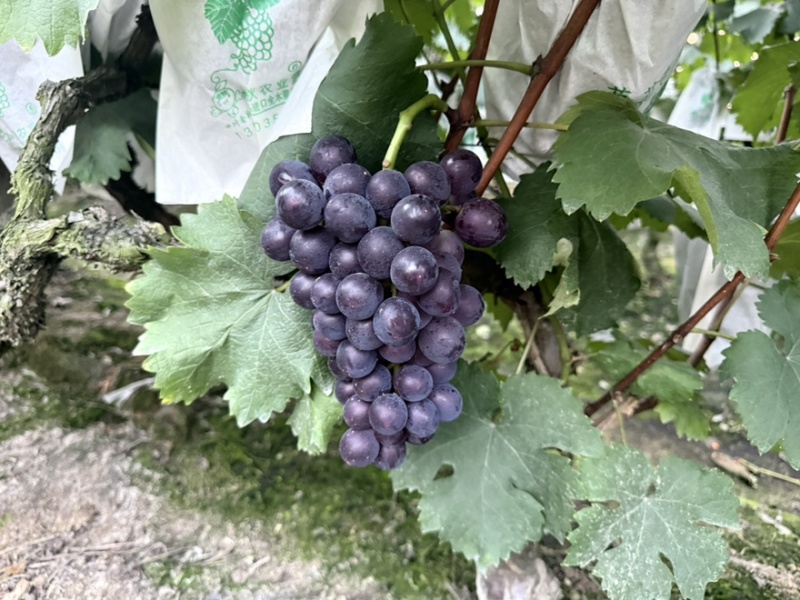 峨眉山市无籽巨峰葡萄