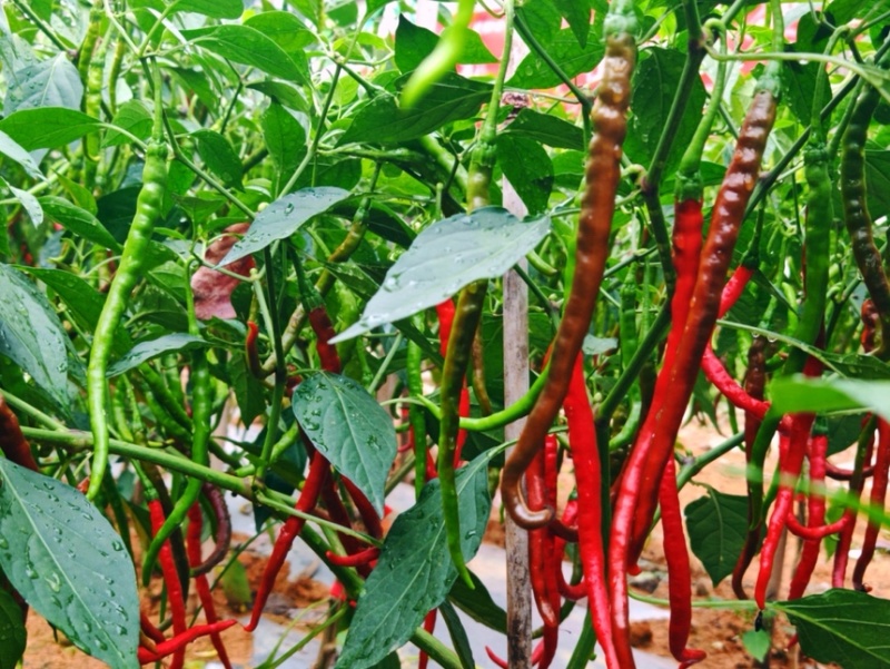 辣椒二荆条辣椒条型好品质佳现摘现发产地直供欢迎咨询
