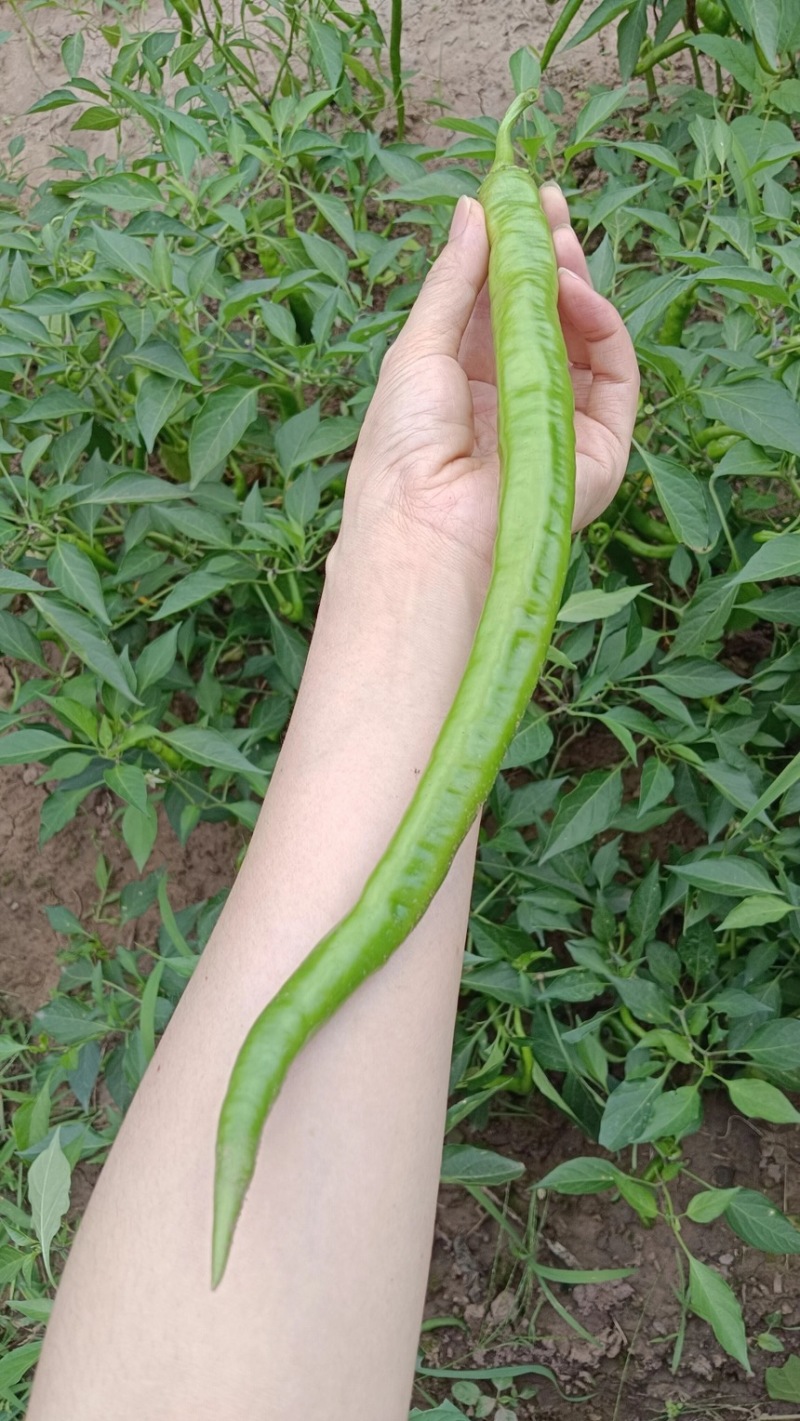 辣椒二荆条辣椒条型好品质佳现摘现发产地直供欢迎咨询