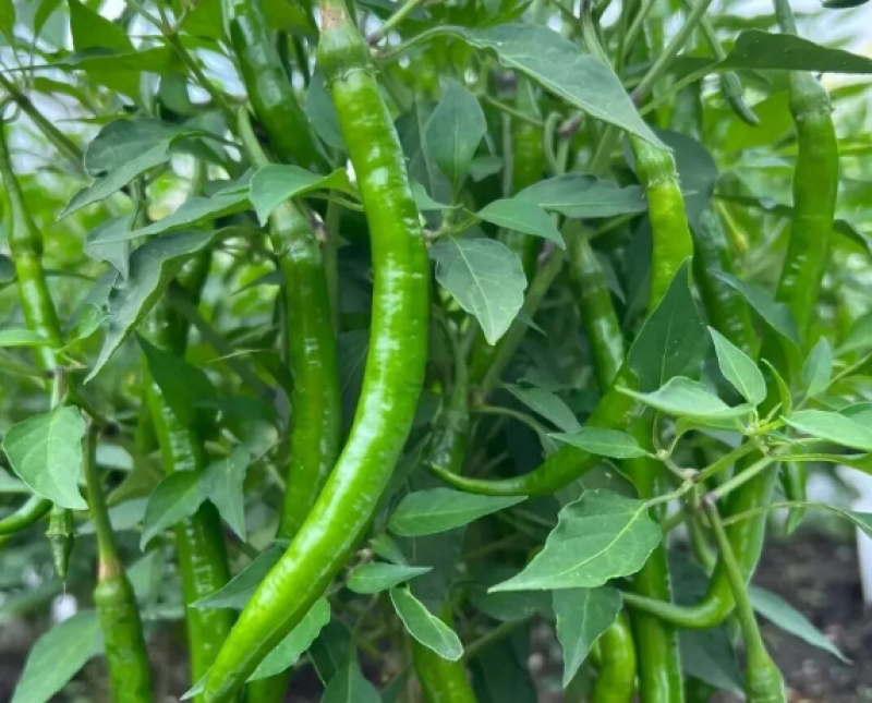 辣椒二荆条辣椒条型好品质佳现摘现发产地直供欢迎咨询