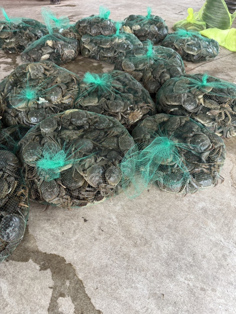 当涂六月黄大闸蟹