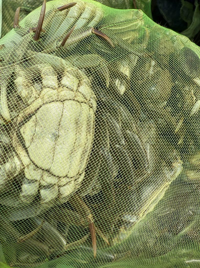 当涂六月黄大闸蟹
