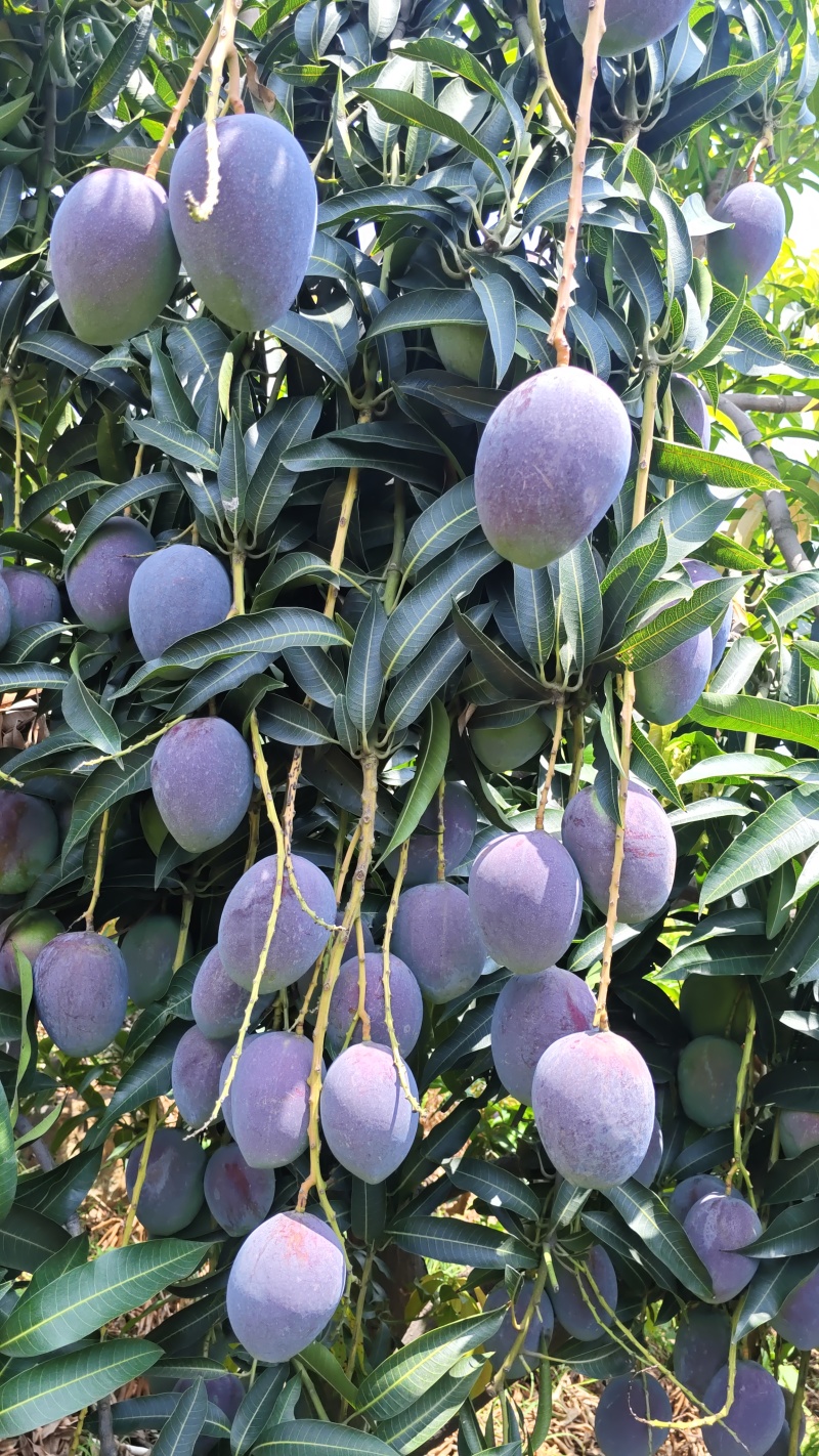 芒果彩虹芒、四川攀枝花市原产地代收代发
