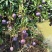芒果彩虹芒、四川攀枝花市原产地代收代发