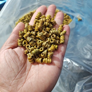 正宗霍山铁皮石斛统货，大颗粒饱满完整，靓货