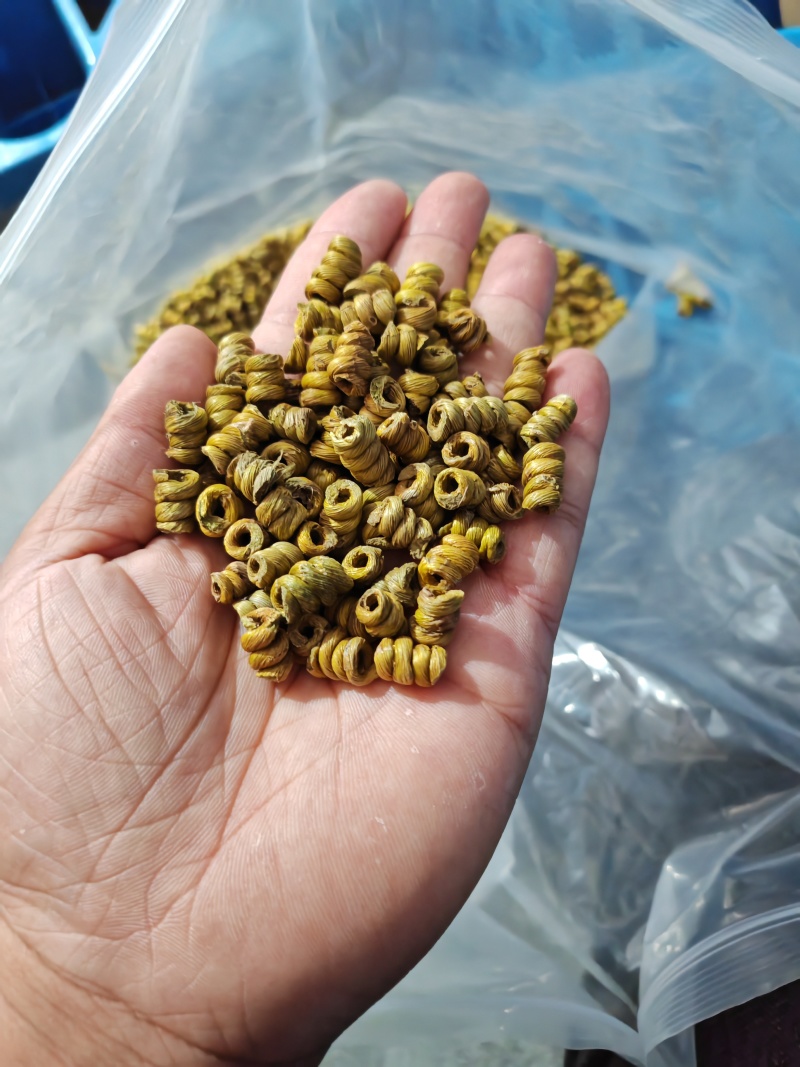 正宗霍山铁皮石斛统货，大颗粒饱满完整，靓货