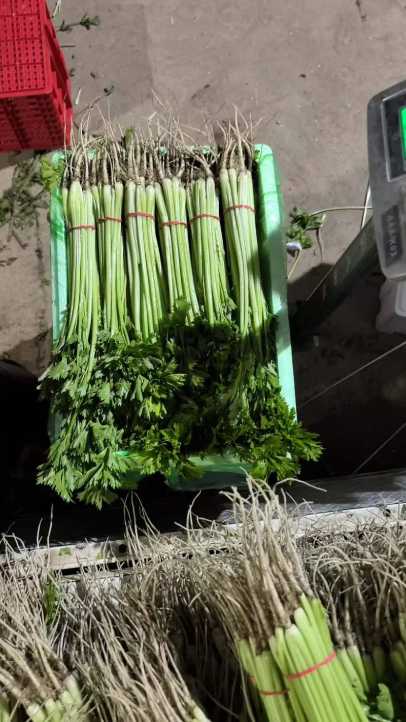 宁夏银川小香芹，大量上市，产地直发，品质有保障