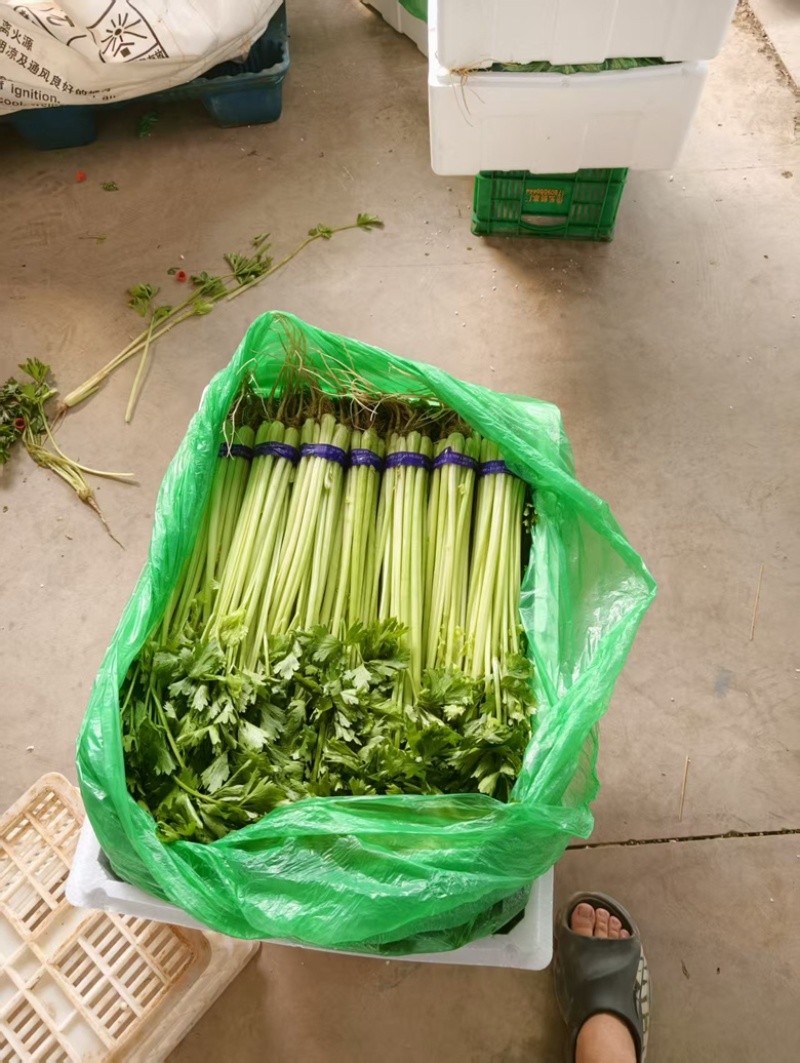 宁夏银川小香芹，大量上市，产地直发，品质有保障