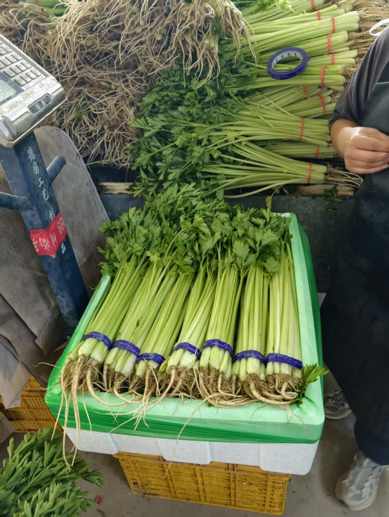 宁夏银川小香芹，大量上市，产地直发，品质有保障