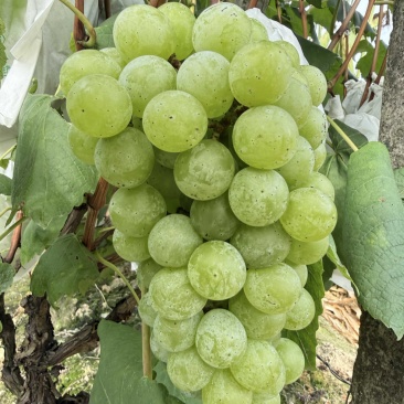 无籽水晶白葡萄