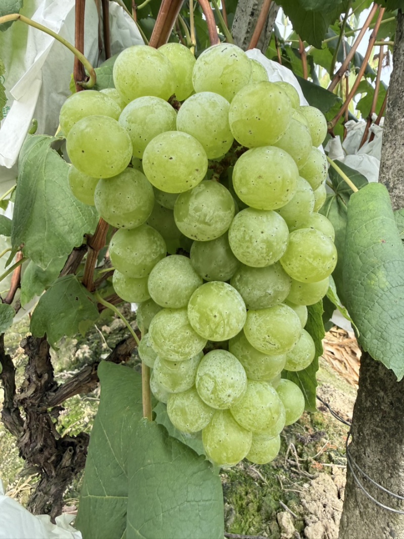 无籽水晶白葡萄