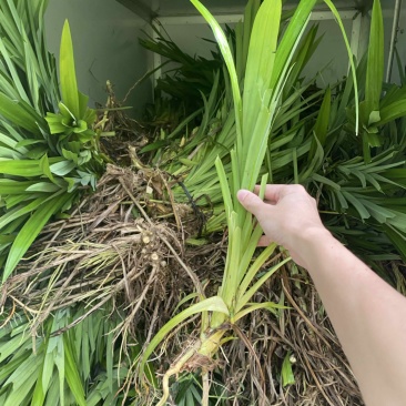 基地现货优质斑斓苗