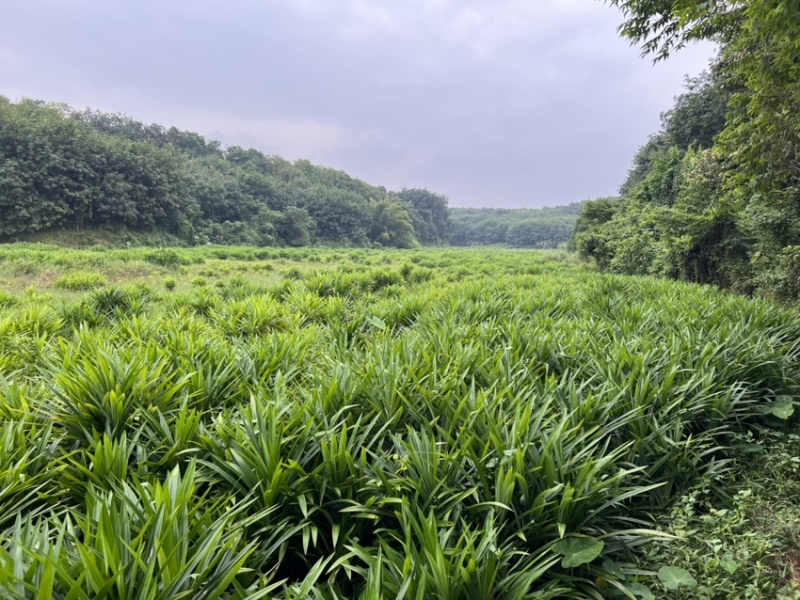 基地现货优质斑斓苗