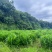 基地现货优质斑斓苗