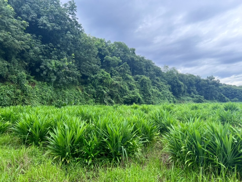 基地现货优质斑斓苗