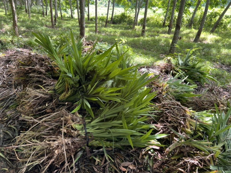 基地现货优质斑斓苗