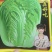 杂交新品饺子菜种子大棵白菜出口品质高产耐运输基地专用