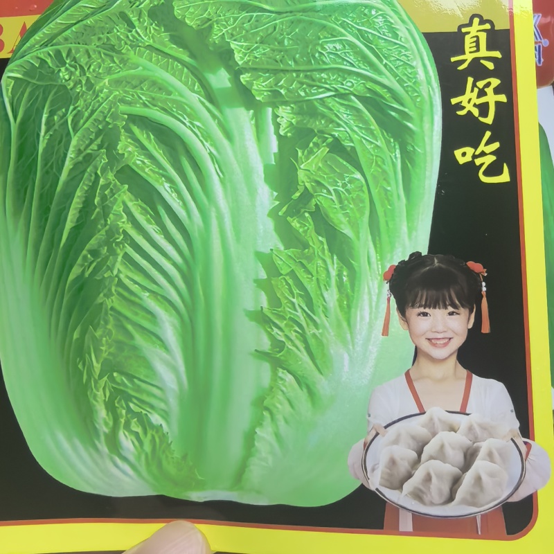杂交新品饺子菜种子大棵白菜出口品质高产耐运输基地专用