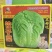 杂交新品饺子菜种子大棵白菜出口品质高产耐运输基地专用