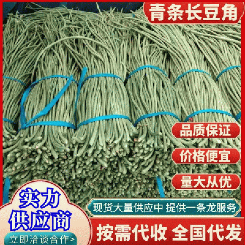 『青条豆角』长豆角&绿豆角批发/对接批发市场～商超～团购