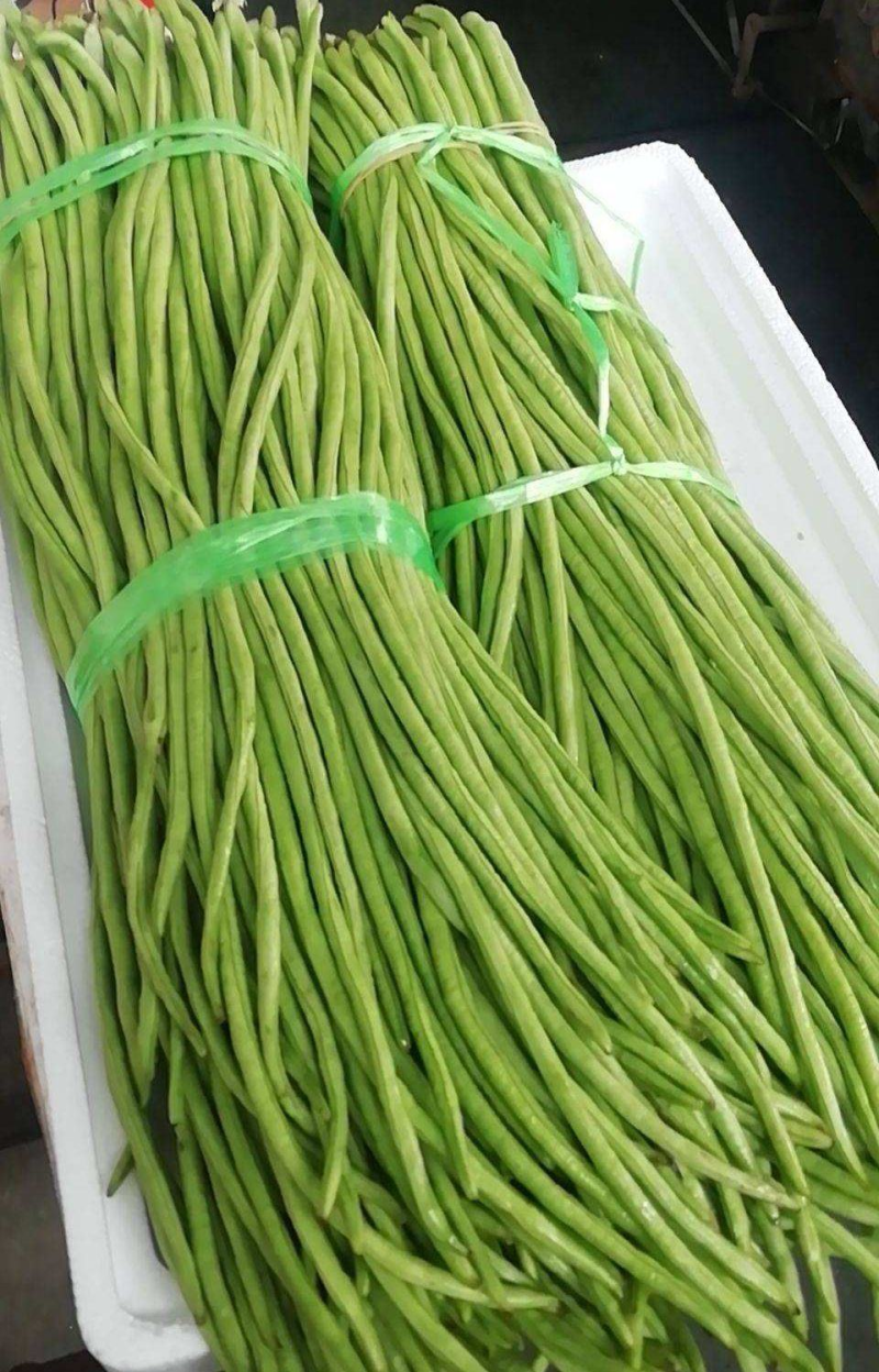『青条豆角』长豆角&绿豆角批发/对接批发市场～商超～团购