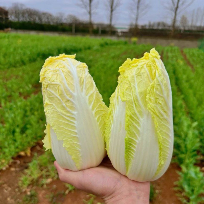 云南正宗高山黄心娃娃菜，品种优质，味道甜美