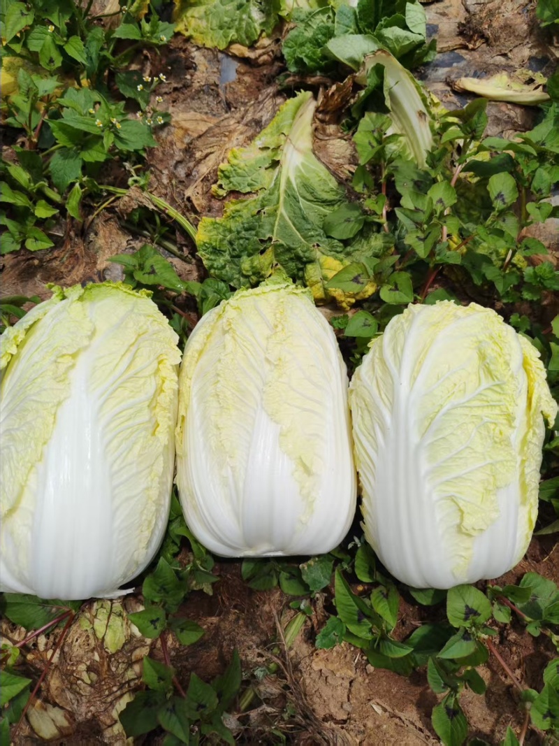云南正宗高山黄心娃娃菜，品种优质，味道甜美
