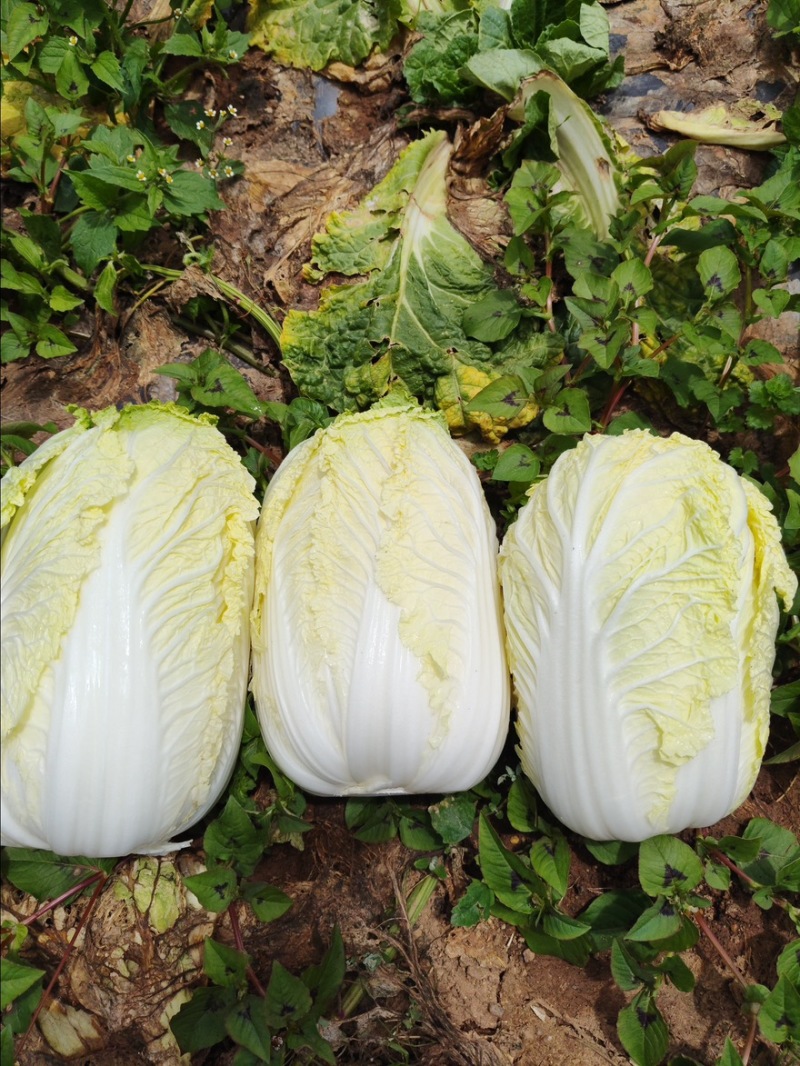 云南正宗高山黄心娃娃菜，品种优质，味道甜美