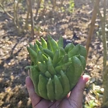佛手鲜货