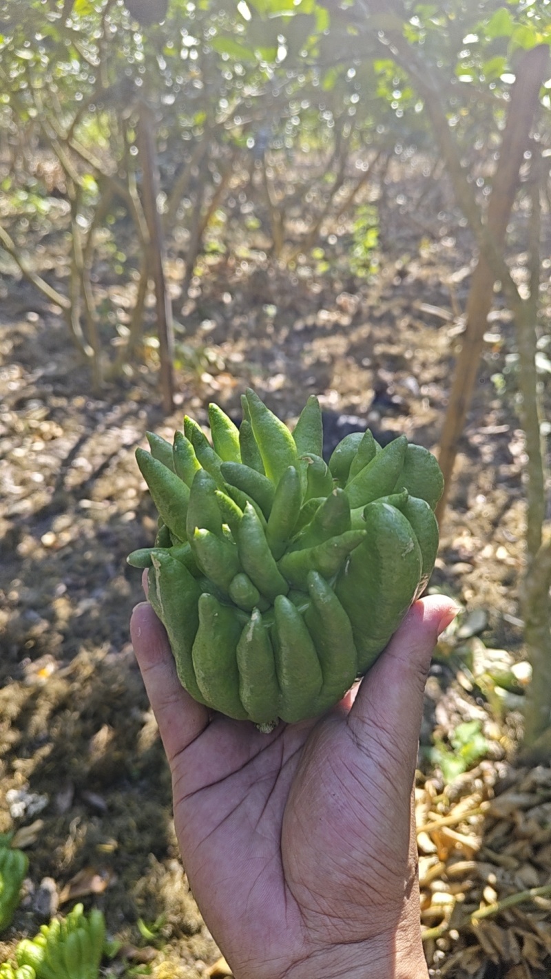佛手鲜货